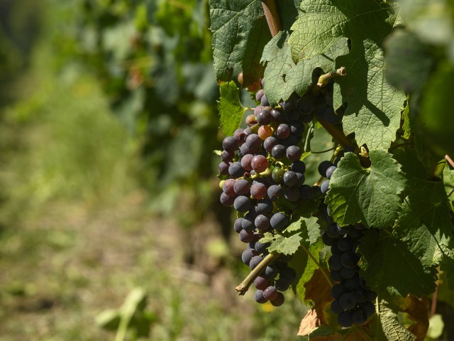 15-Bodega_Stagnari