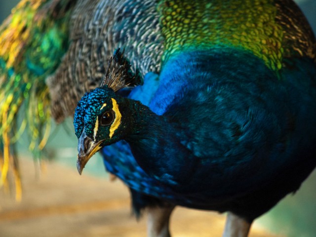 DSC_02058_021