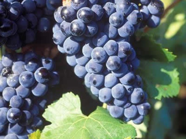 Vinas