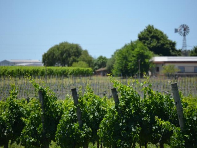 Vinedos3