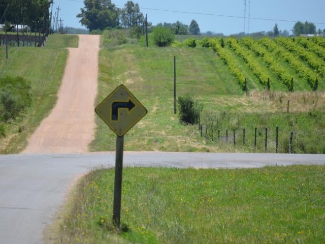 Vinedos4