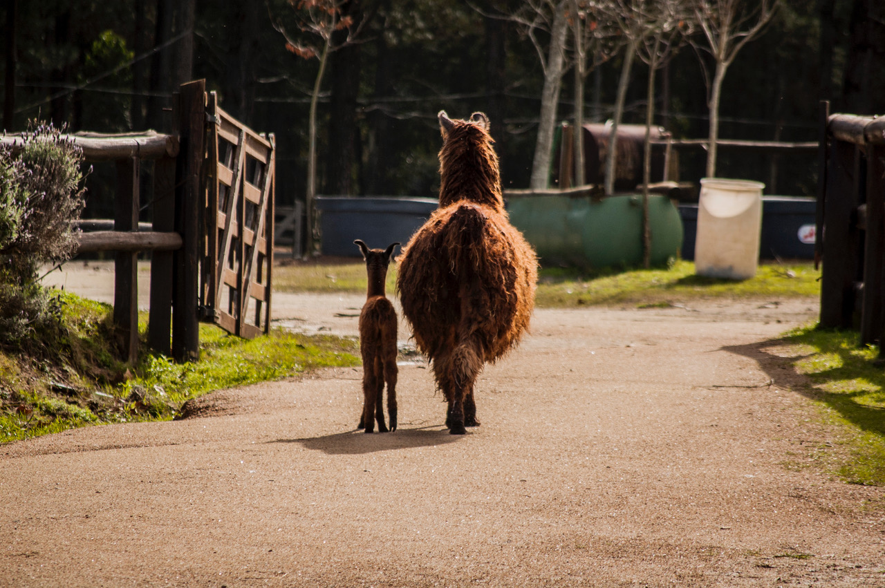 Haras La Perseverancia