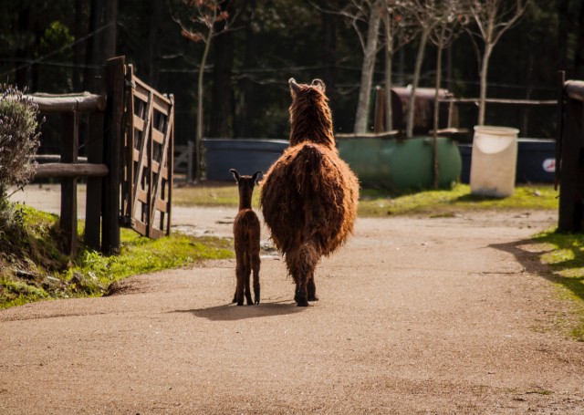 Haras La Perseverancia