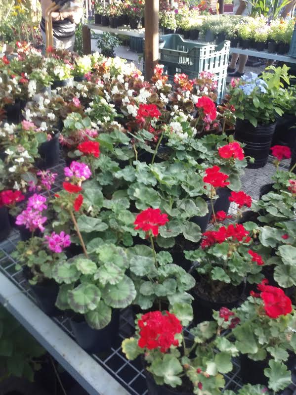 Vivero Montes