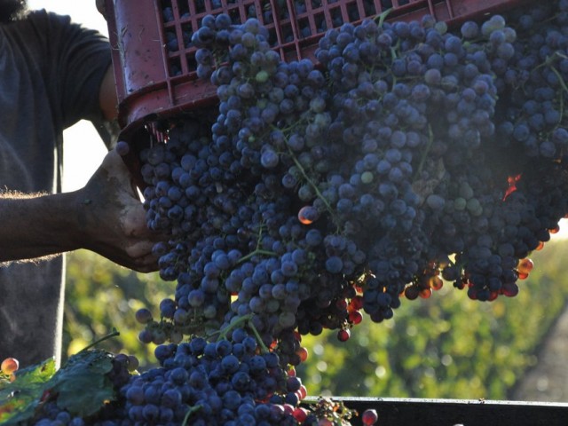 venidmia-y-uvas