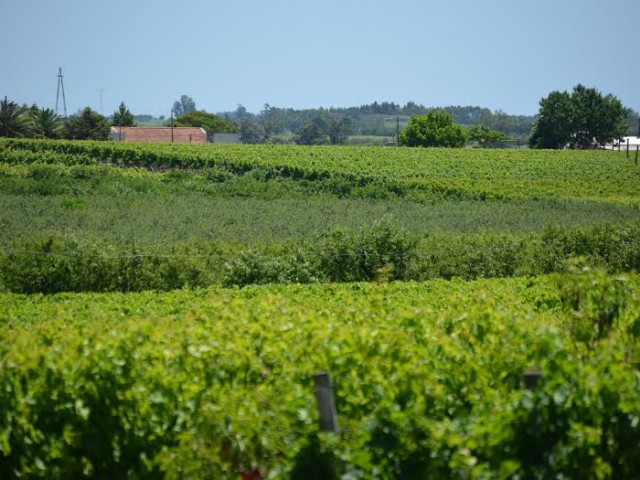 vinedos